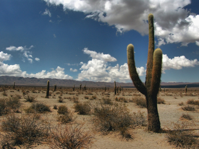 Парк "Los Cardones".