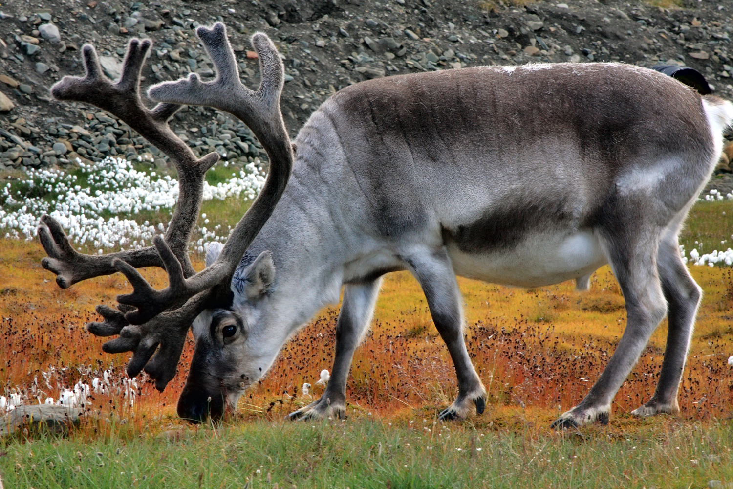 Шпицберген, северный олень (Rangifer tarandus).