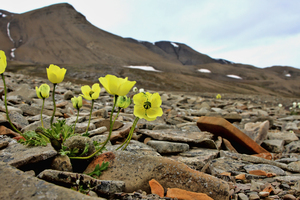 Шпицберген, Полярные маки, Papaver polare.