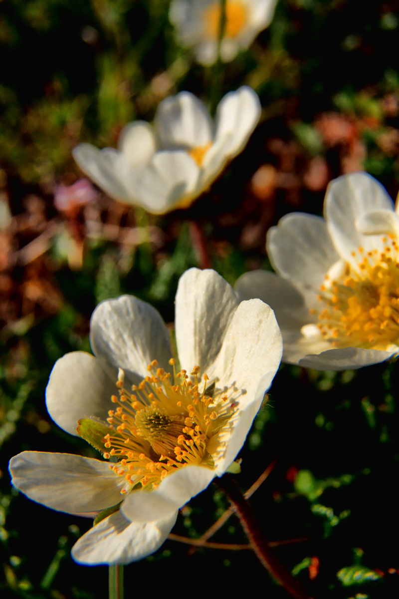 Шпицберген, Дриада, Dryas octopetala.