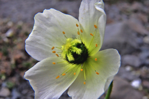 Шпицберген, Полярный мак, Papaver polare.