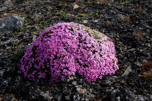 Шпицберген, Смолевка, Silene acaulus.