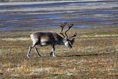 Шпицберген, Северный олень,  Rangifer tarandus.