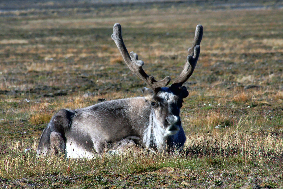 Шпицберген, Северный олень,  Rangifer tarandus.