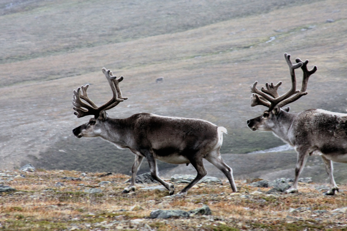 Шпицберген, Северный олень,  Rangifer tarandus.