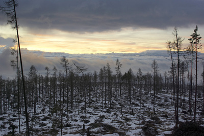 Лиственичный лес в предгорьях. Сильно пострадал после урагана в 2003 году.