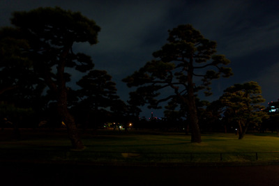 Сосны в токийском парке.