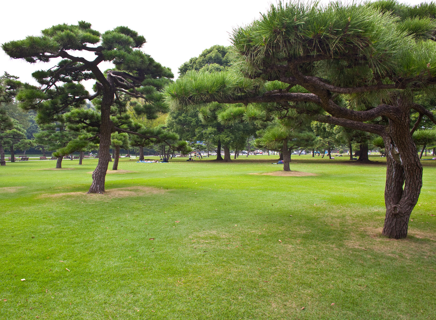 Tokyo Central Park.