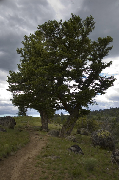 Долина речки Yellowstone.